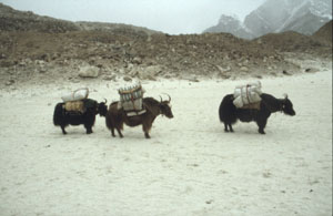 27 gorakshep 3 yaks P 0300 27 gorakshep 3 yaks P 0300