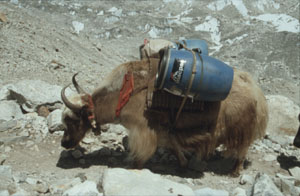 33 gorakshep yak P 0300 33 gorakshep yak P 0300