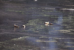 Gokyo 19 enten P 0300 Gokyo 19 enten P 0300