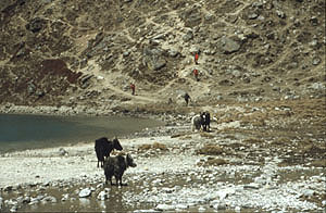 Gokyo 30 Peak aufstiegP 0300 Gokyo 30 Peak aufstiegP 0300
