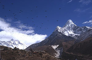 Dengboche 04 Ama Dablam  Vgel  P 0300