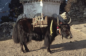 Tengboche 30 Yak  P 0300