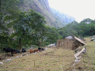 manaslu 0503 HH02 P 0325 manaslu 0503 HH02 P 0325