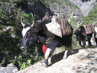 Manaslu 0606 HH 02 P0325 Manaslu 0606 HH 02 P0325