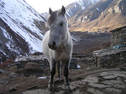 Manaslu 05-10 HH 6 P0250