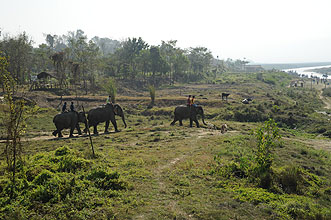 Chitwan 2011 15 Elefanten gehen zum Bad y220 Chitwan 2011 15 Elefanten gehen zum Bad y220