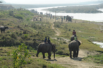 Chitwan 2011 16 Elephanten gehen zum Bad y220 Chitwan 2011 16 Elephanten gehen zum Bad y220