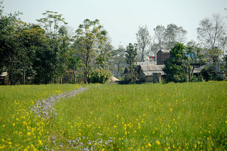 Chitwan 2011 19 Grne felder y220