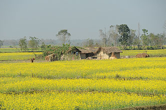 Chitwan 2011 26 hütte mit Rapsfeld y220 Chitwan 2011 26 hütte mit Rapsfeld y220