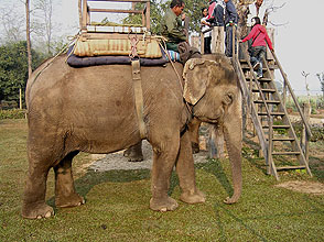 chitwan 2009 40 elephant mit Plattform y220 chitwan 2009 40 elephant mit Plattform y220