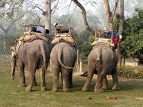 chitwan 2009 41 3 Elephant back y220 chitwan 2009 41 3 Elephant back y220