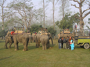 chitwan 2009 43 elephants waiting y220 chitwan 2009 43 elephants waiting y220