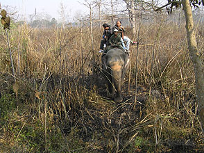 chitwan 2009 47 elephant ride y220 chitwan 2009 47 elephant ride y220