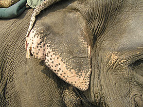 chitwan 2009 53 Elephant ear y220 chitwan 2009 53 Elephant ear y220