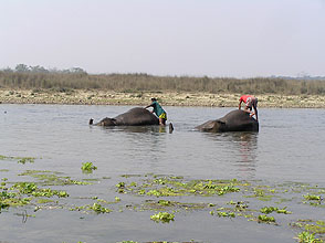 chitwan 2009 61 Elephant bathing a y220 chitwan 2009 61 Elephant bathing a y220