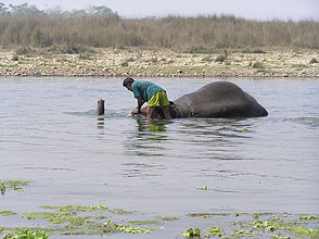 chitwan 2009 62 elephant bathing y220 chitwan 2009 62 elephant bathing y220