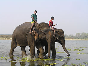 chitwan 2009 69 Elephant bath y220 chitwan 2009 69 Elephant bath y220