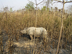 chitwan 2009 48 Rhino y220 chitwan 2009 48 Rhino y220