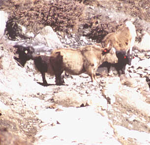 yaks in nepal