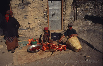 Kagbeni 24 h220 Kagbeni 24 h220