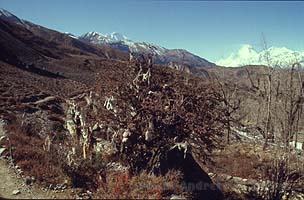 Baum mit haaren 1 y200