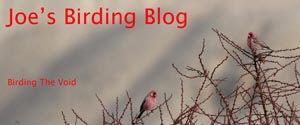 Joe cockram birding Joe cockram birding