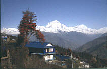 Trecking in Nepal: Rhododendronblte auf Poon hill